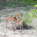 ZMB NOR SouthLuangwa 2016DEC10 NP 002 : 2016, 2016 - African Adventures, Africa, Date, December, Eastern, Month, National Park, Northern, Places, South Luangwa, Trips, Year, Zambia